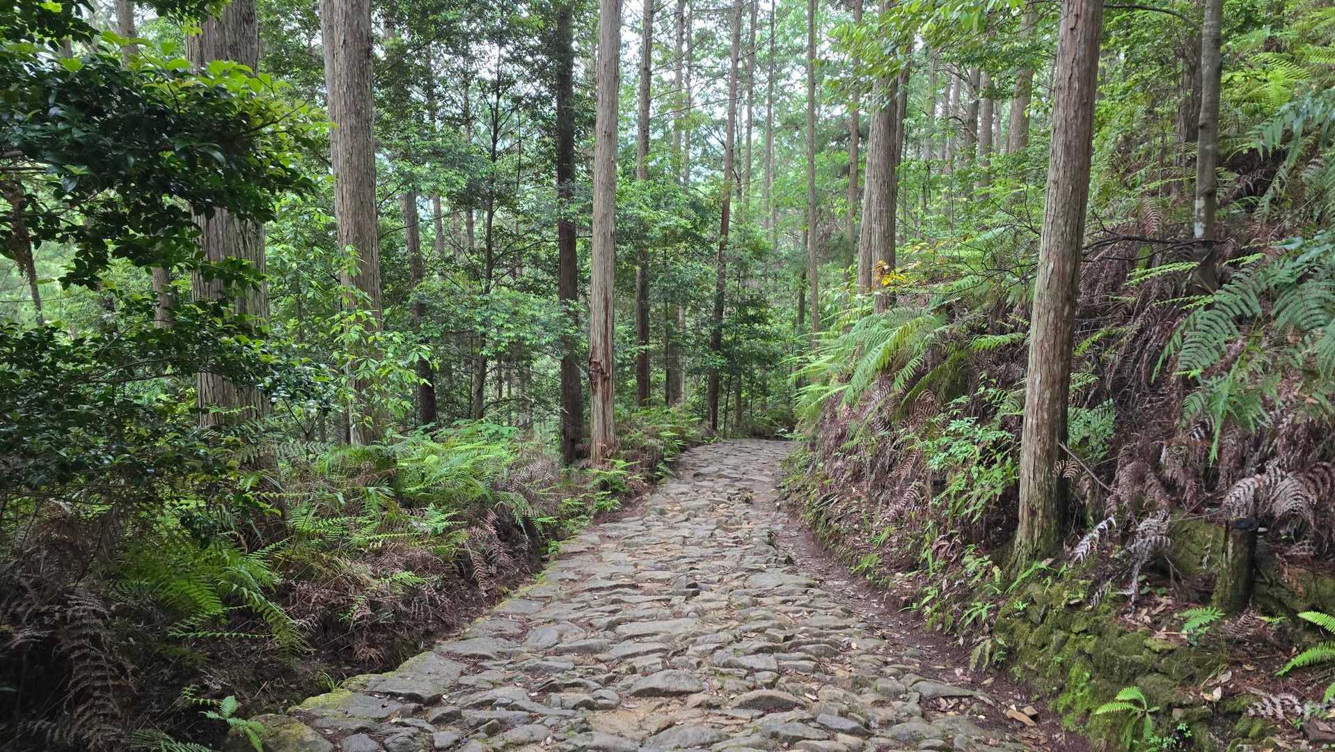 さすが、中辺路だね。雰囲気出して来るね。