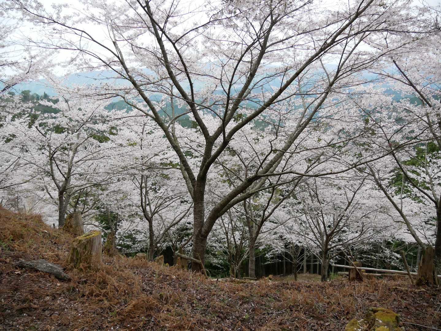 吉野水分神社-高城山-金峯神社-青根ヶ峰 往復コースの写真