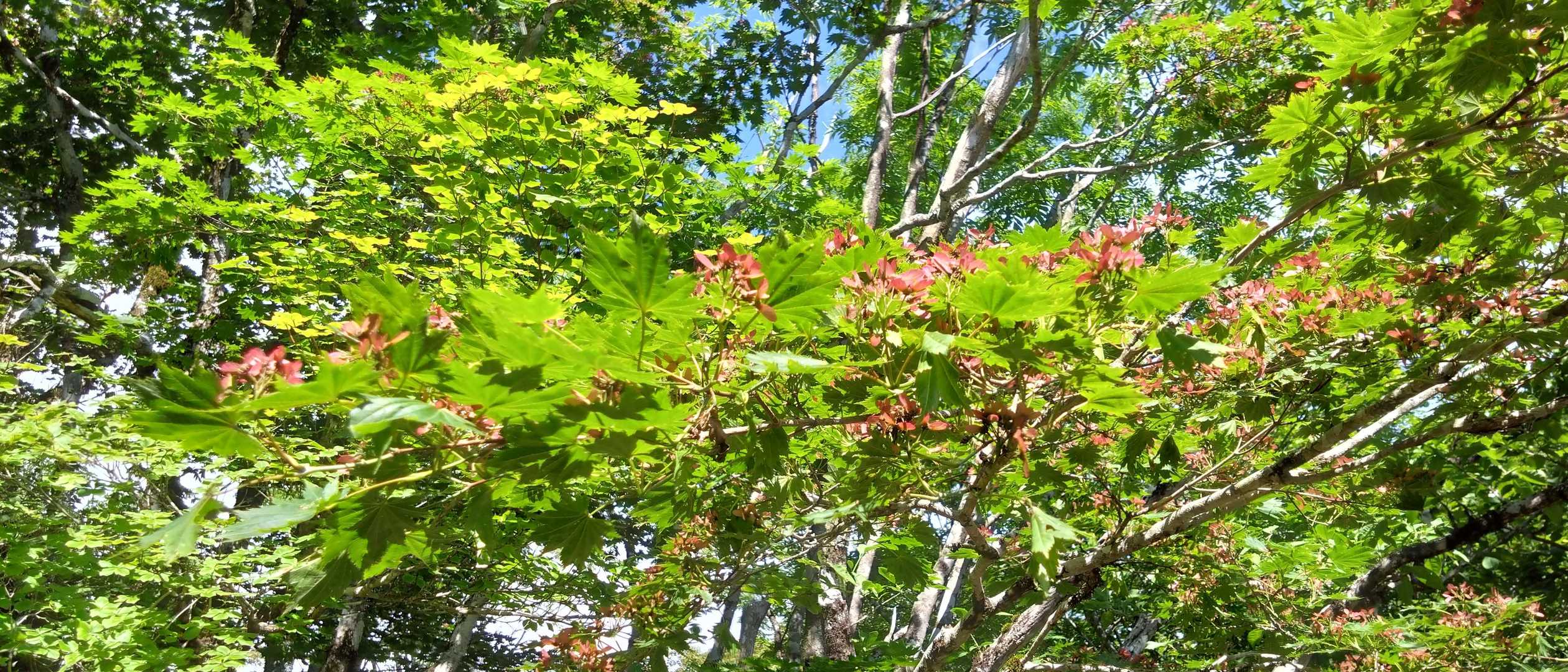 花っぽかったので撮ってみました。
楓の花？