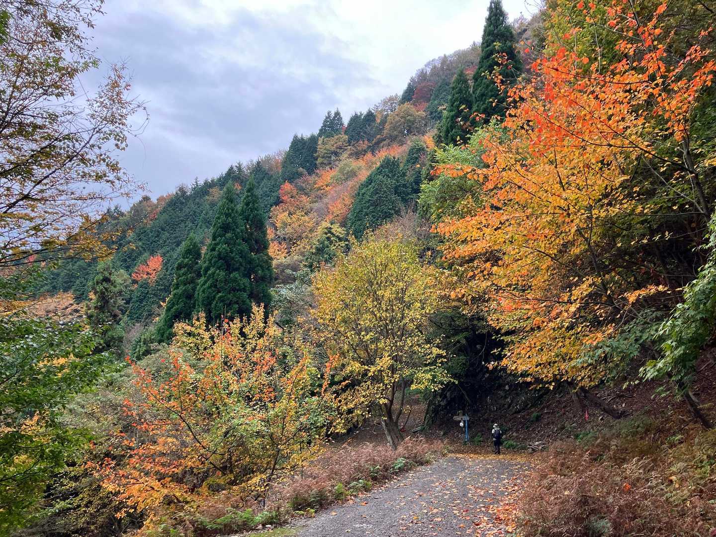 少し林道を歩きまして🚶