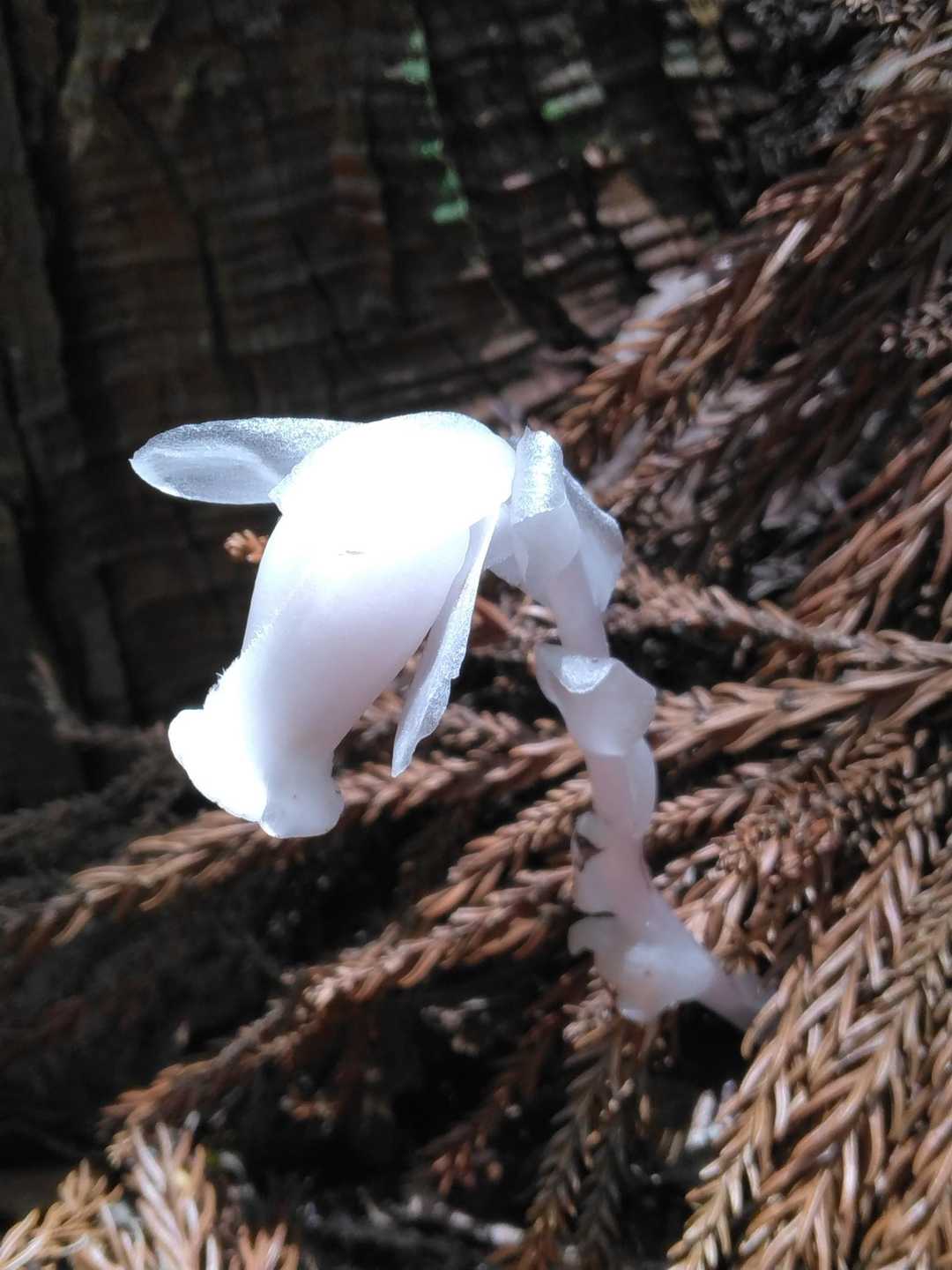 👻