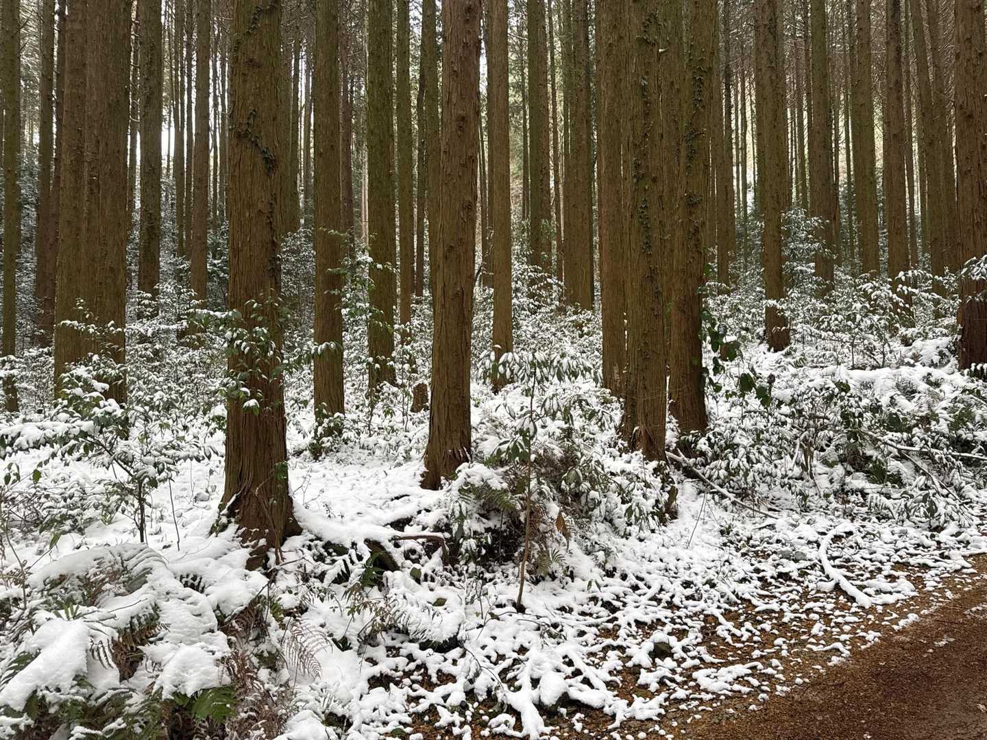 🅿️からの林道
地味にきつい