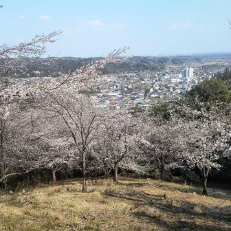 大観山はふもとからさくらの山公園になっていて、ボリュームのあるソメイヨシノが見事です。