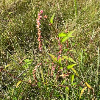 これは⁉️未確認　水引⁇