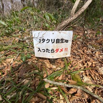 まだ芽吹いてもいない