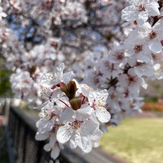桜がちらほら咲き始めてます🌸