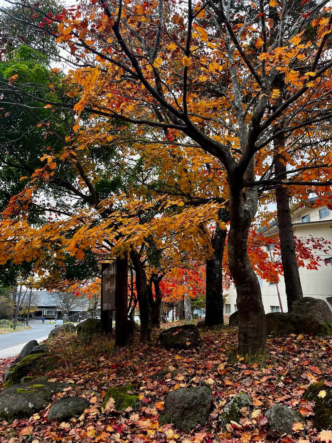 スキー場入口の紅葉