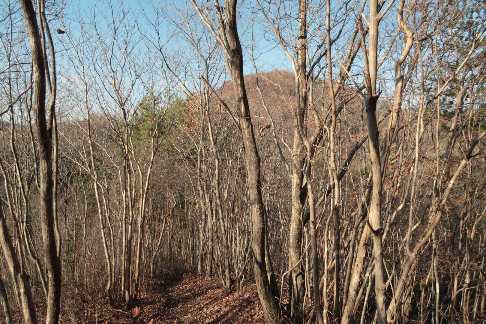 そのままふれあいの森方面へ少し進んで小瀬富士を振り返って。葉っぱが落ちて見通しが良くなりました。