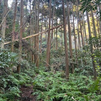 衣張山って感じでてる