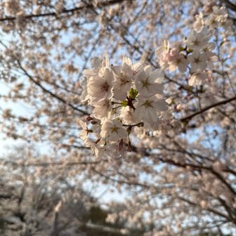 桜のベストタイミングだったかも