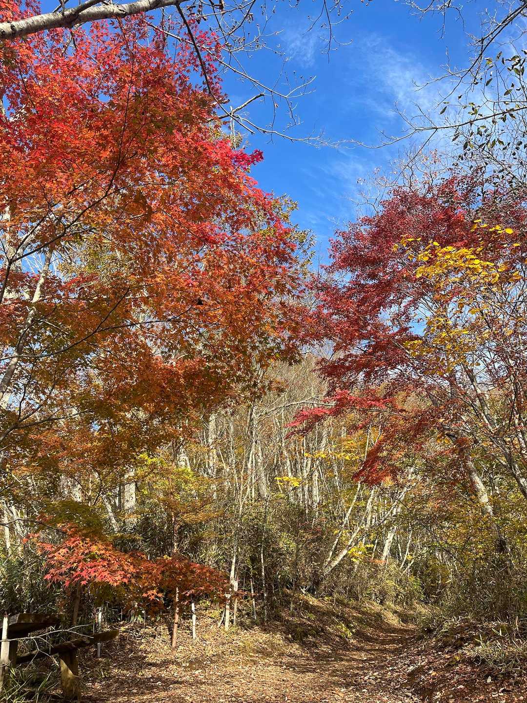 石割山 | 割れた巨岩を御神体とするパワースポットから、間近に富士山を望む稜線への写真