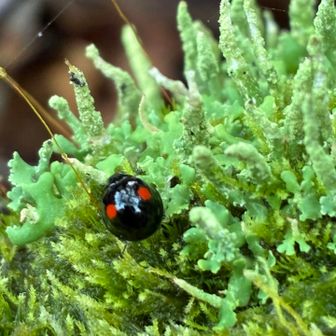 普通に見えるけど、本当は小さいてんとう虫🐞