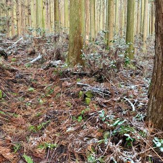 雪❄️がうっすら