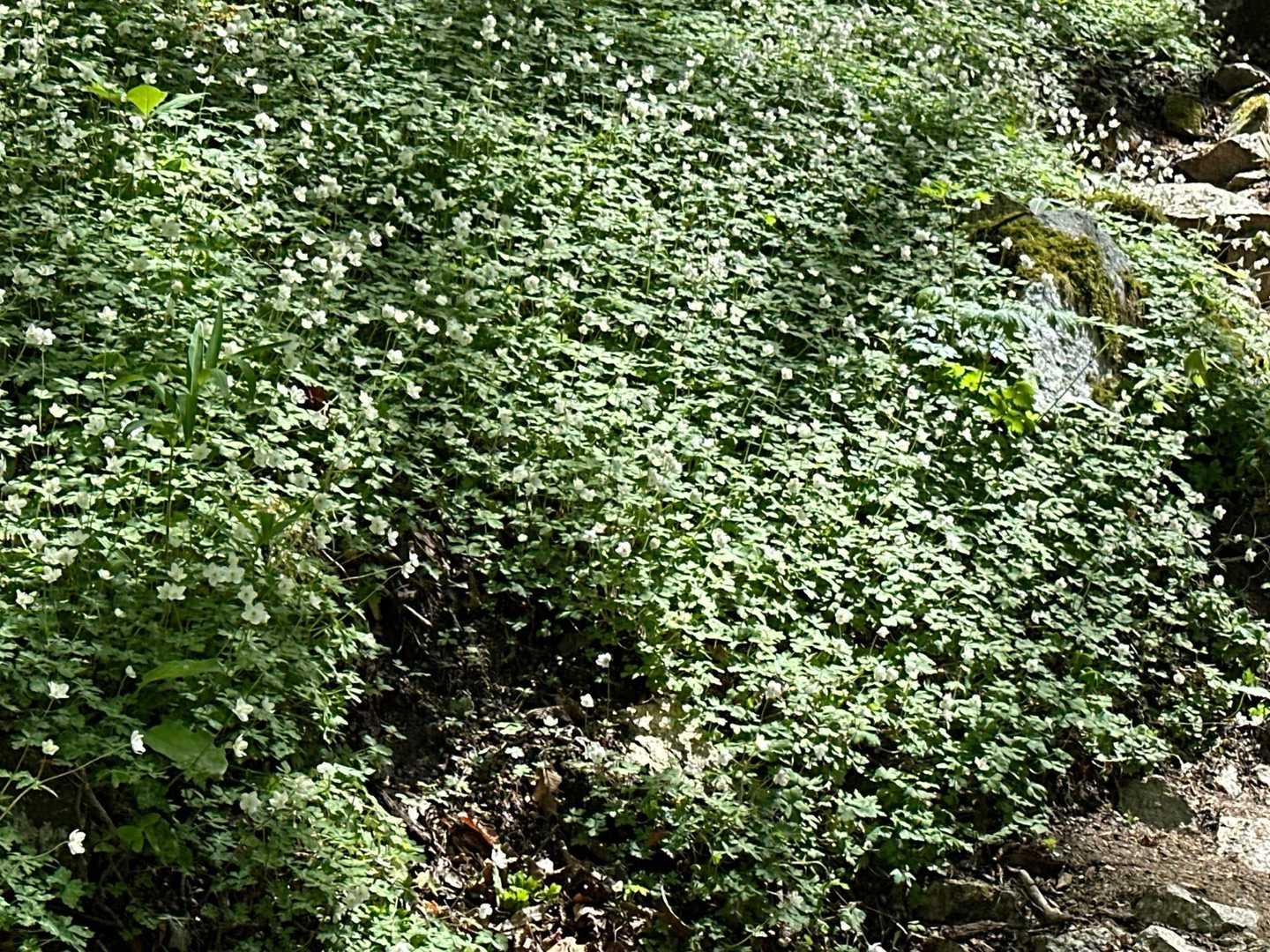 カトラの滝の岩を登って、やっとカトラのニリン草群生地にたどり着きました。😅