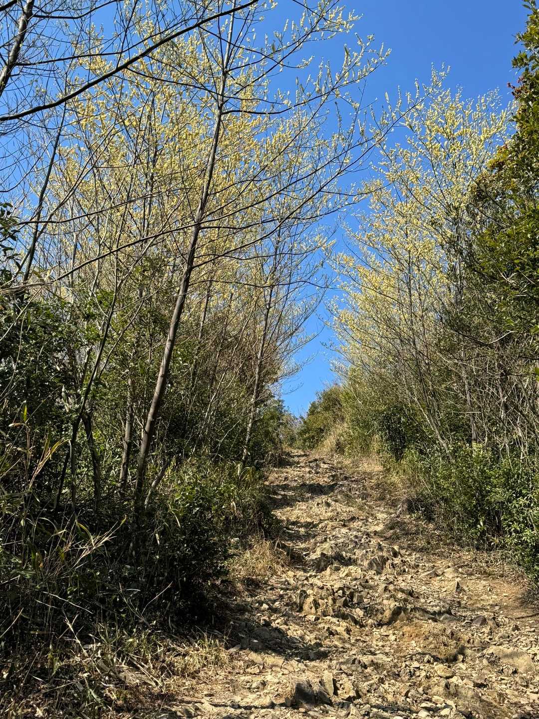 梅田峠-神石山  往復コースの写真