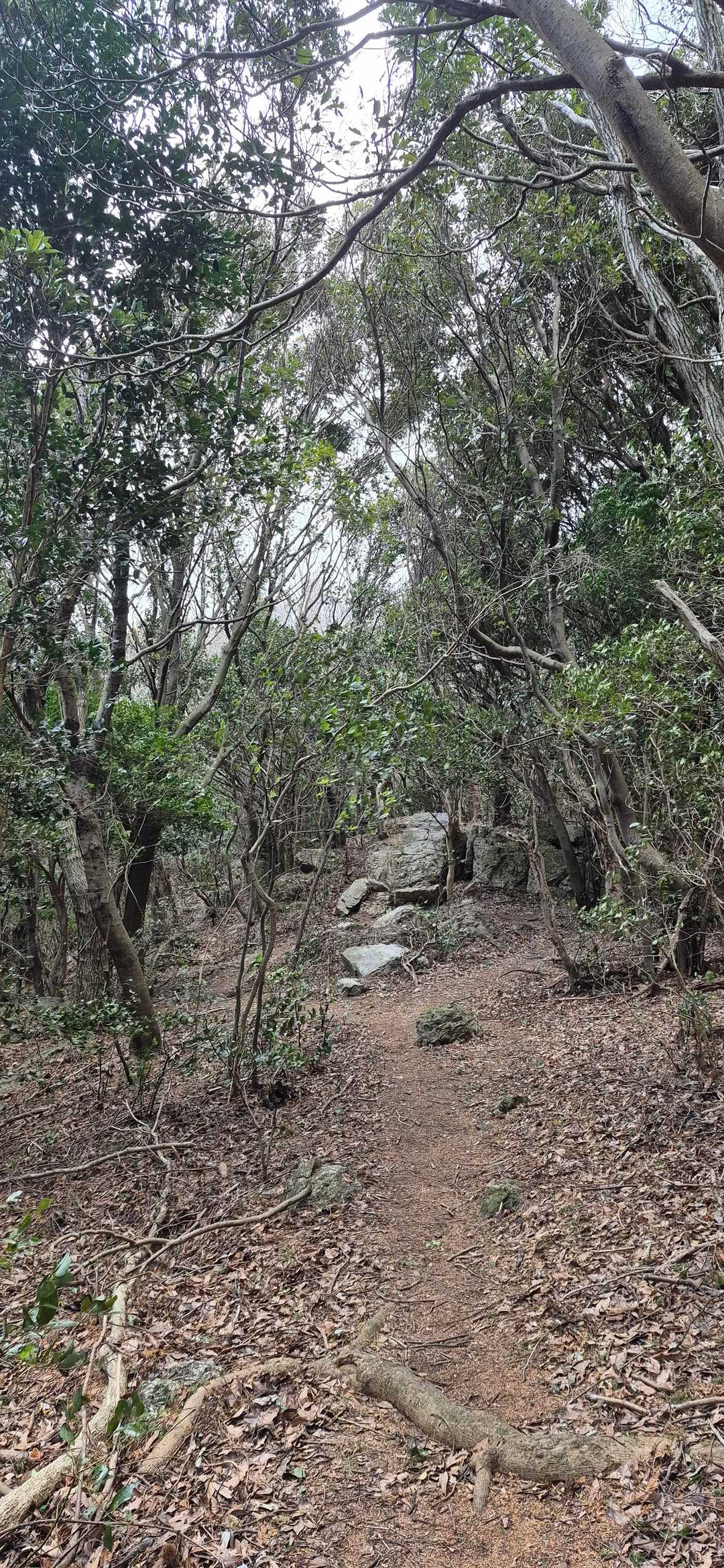 弓張山系多米自然歩道登山口-多米峠-霊屋の峰 往復コースの写真