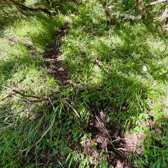 狭い登山道をゆく
登山道上でヒグマと鉢合わせることは多いのだという
実は動物も藪漕ぎはしたくないものらしい
早く歩けるならば登山道も普通に使うそうだ
これもヒグマの通り道かと思ったがシカのハイウェイだそう
動物が登山道を直進することもあるがこのような獣道で横切ることも多いらしい