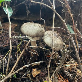 今日の🍄
テングタケ系だとは思いますが、山に自生している🍄は基本☠️なので食べません🤗