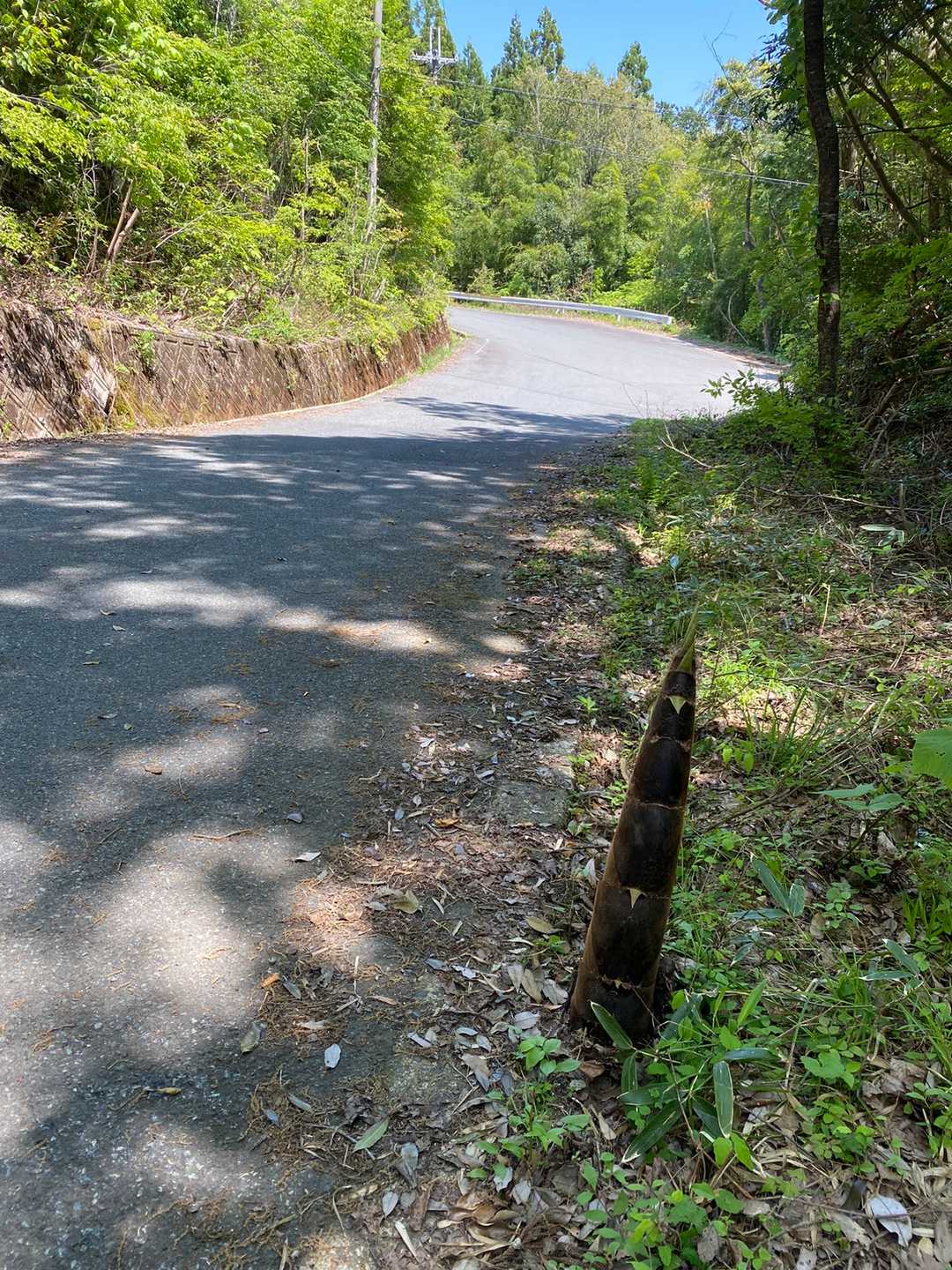 北海道ではあり得ない😳普通に路端から竹の子😳😳