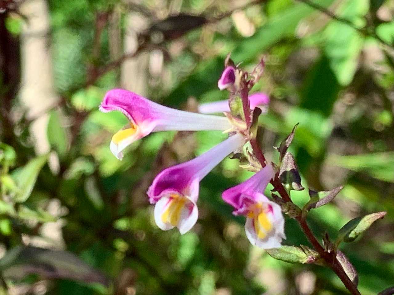 ヤッパリ今日はこの花ばっかりでした