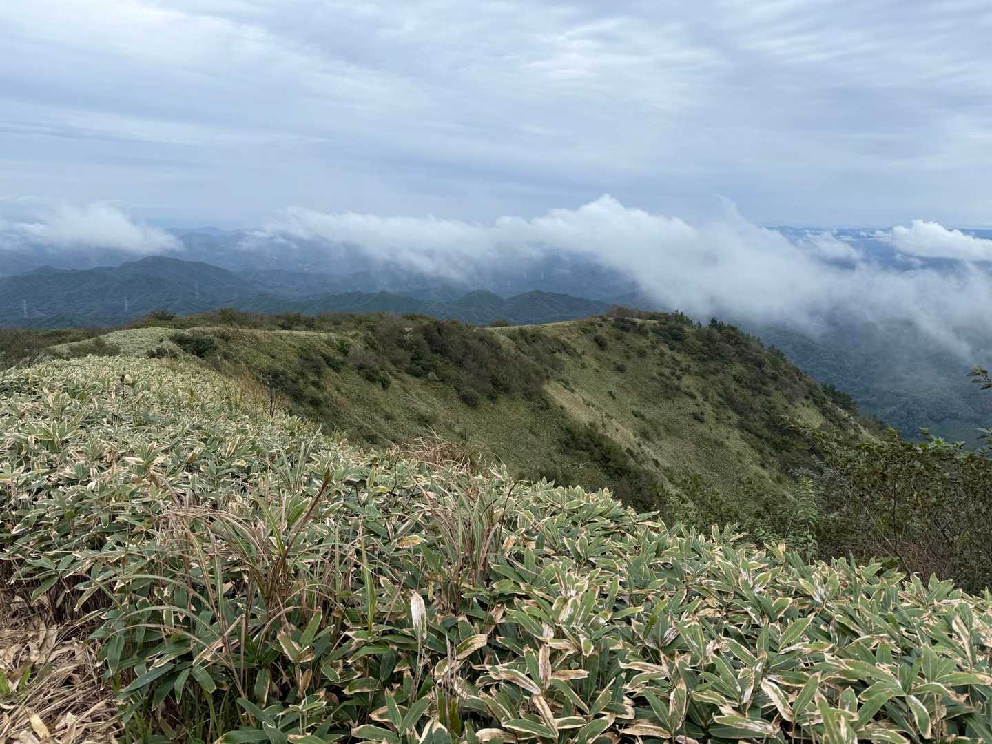 綺麗な笹原
