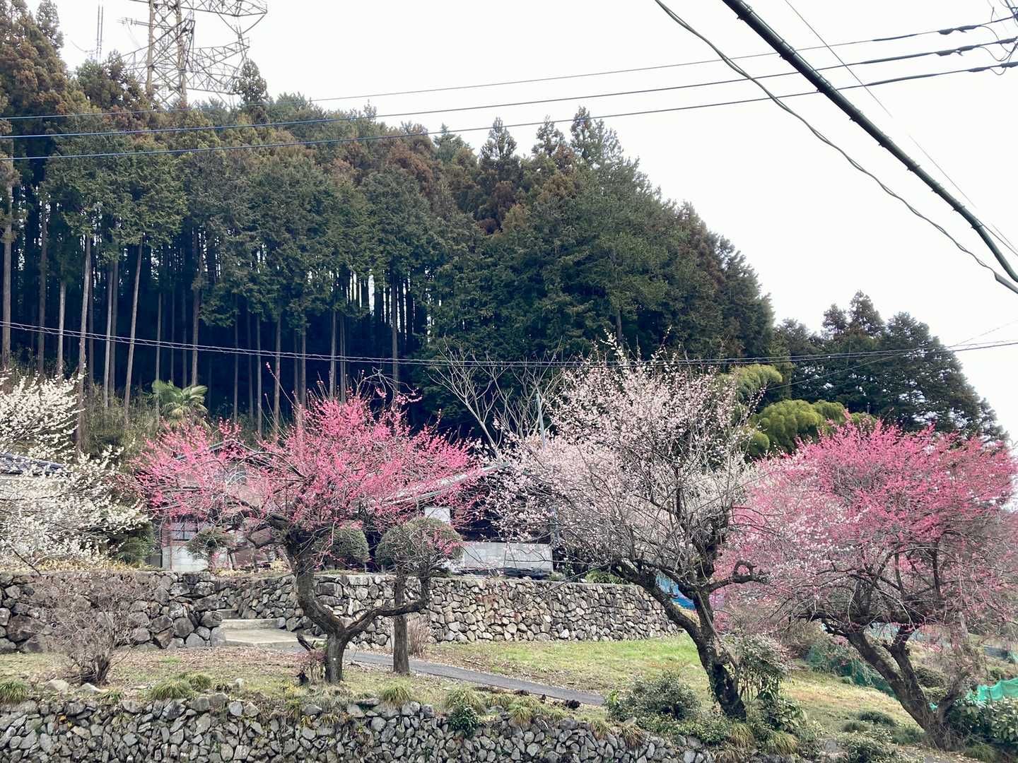 梅も満開(ﾟ∀ﾟ)