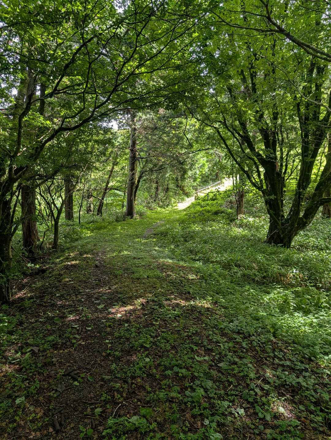 最初少しだけ木陰道