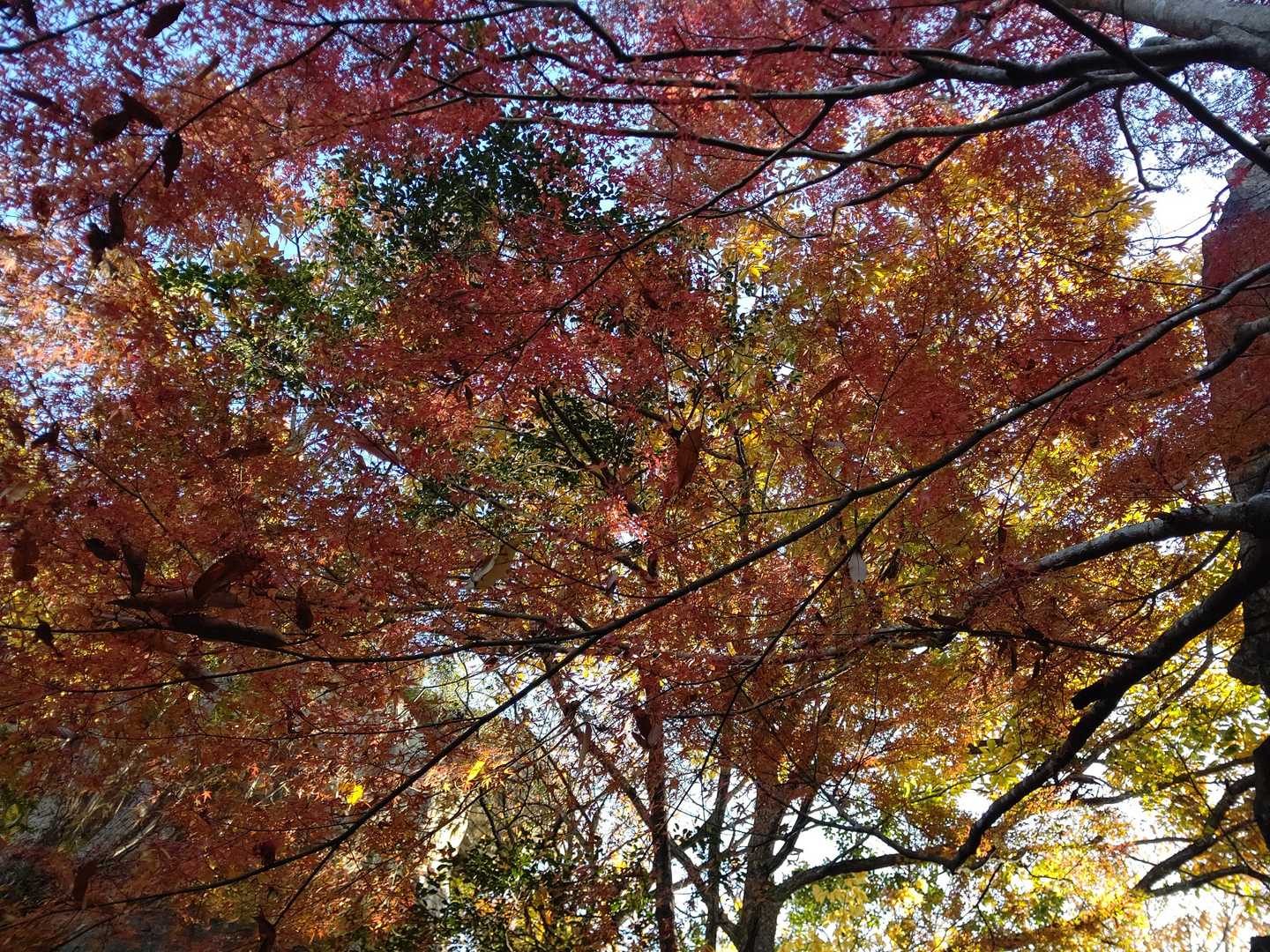 カラフル🎵🍁