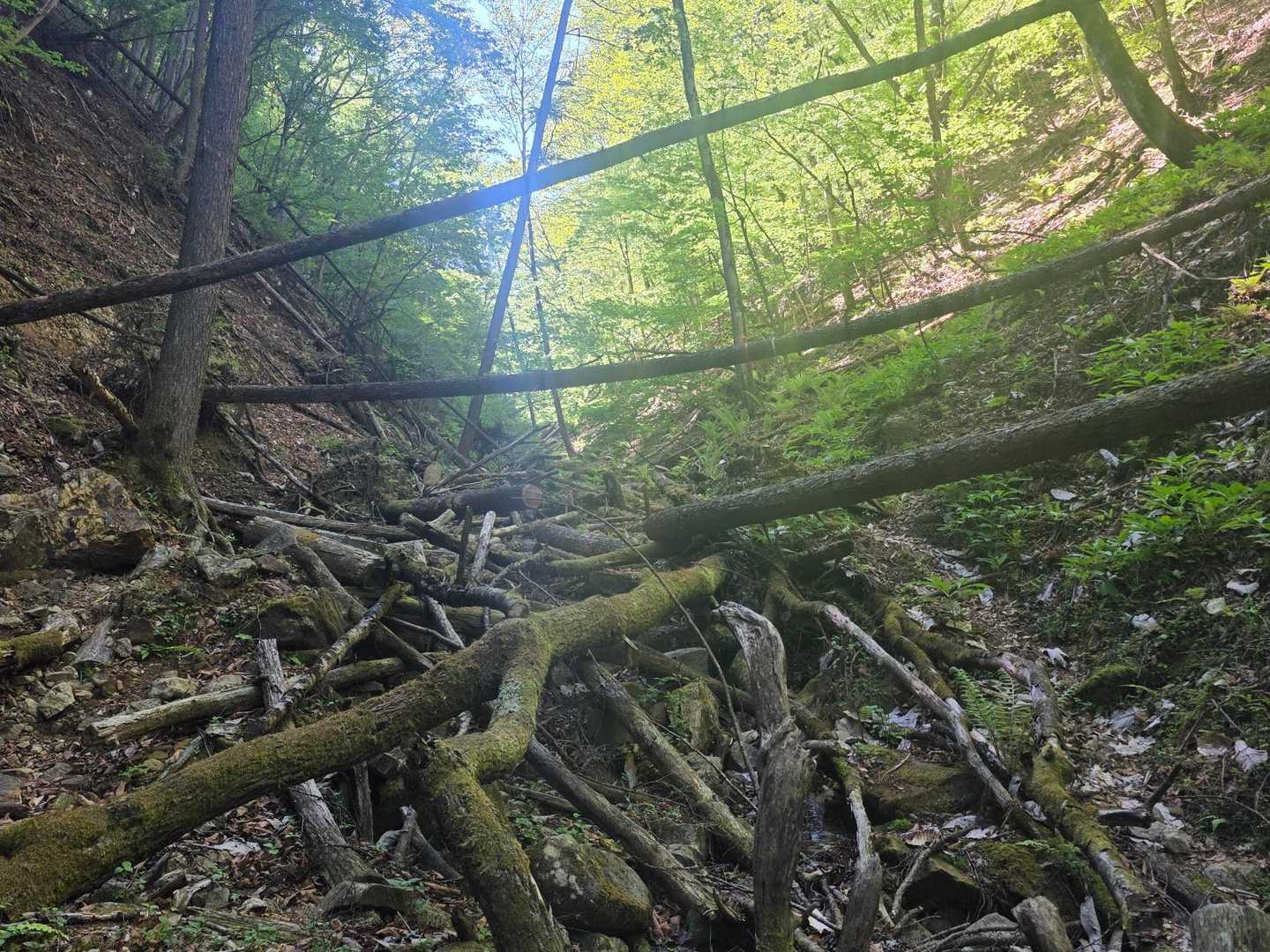 日本で海岸線から一番遠い地点-榊山 往復コースの写真