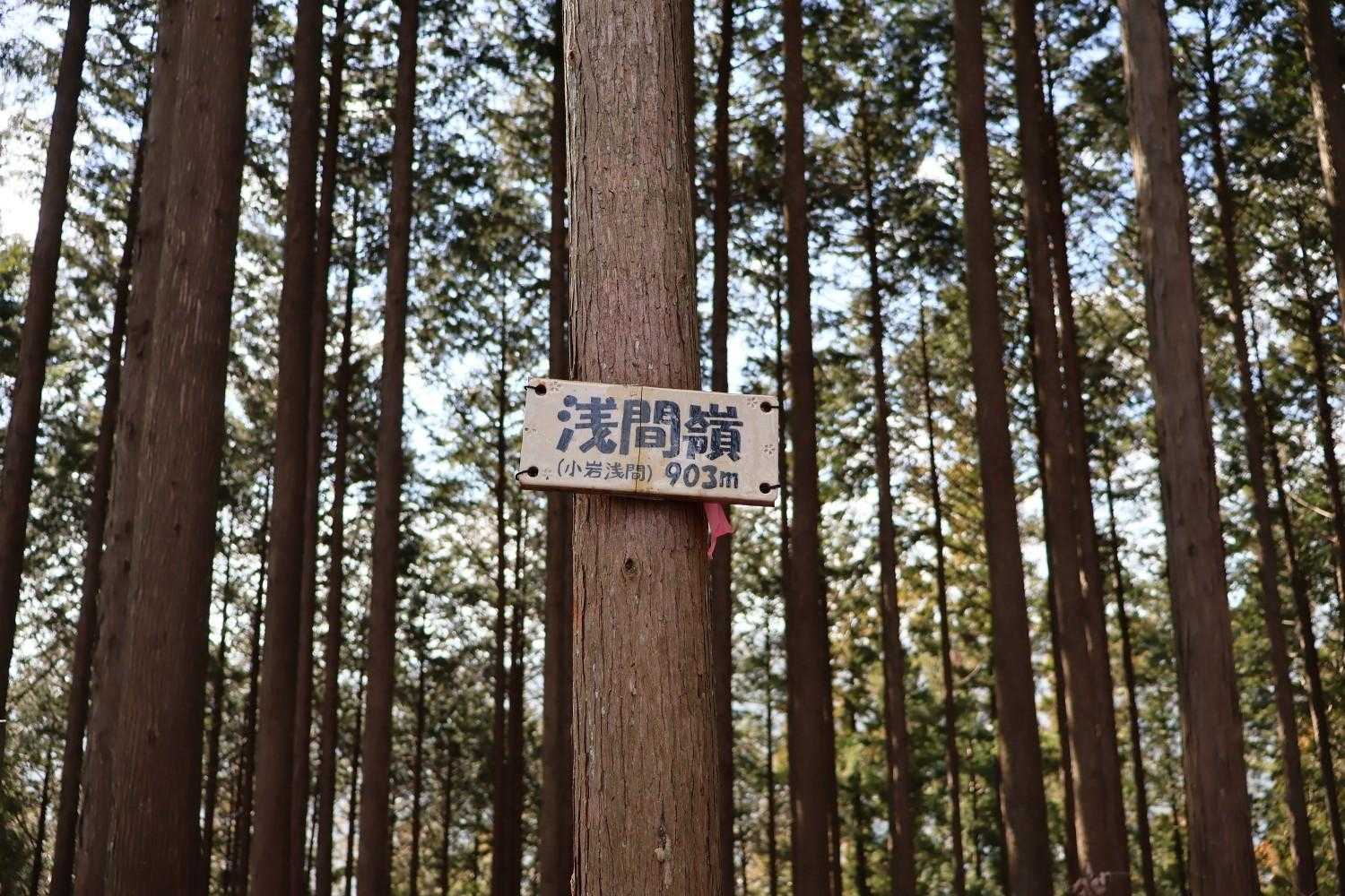 浅間嶺山頂到着～
標識はこれだけ。眺望なし。