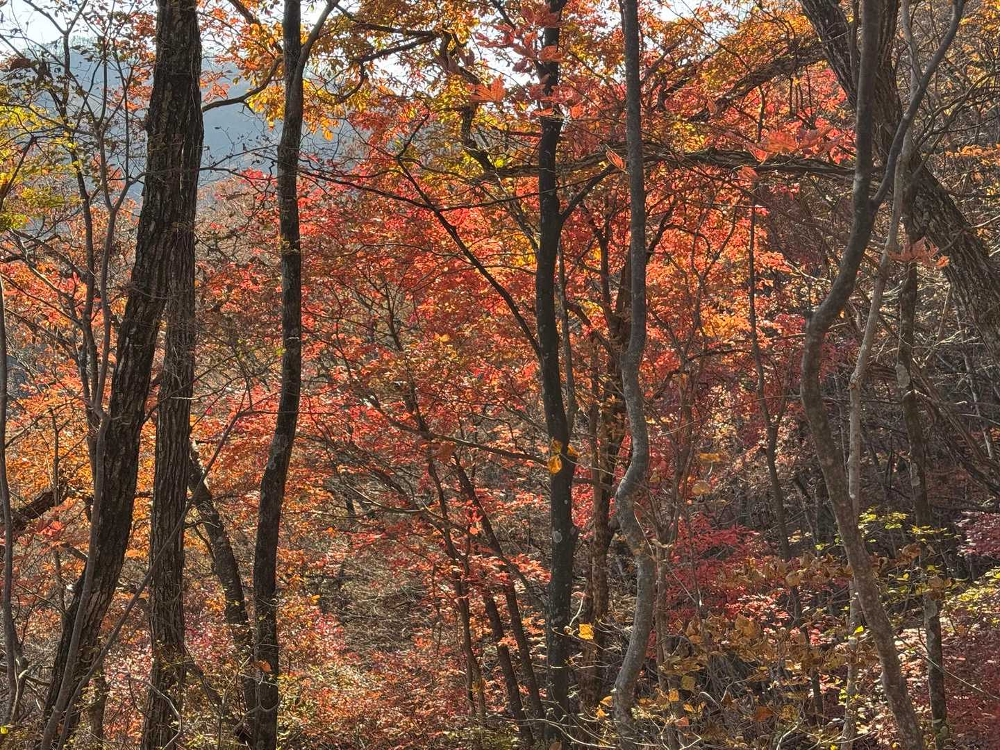 実はこんな綺麗なところもあります🍁