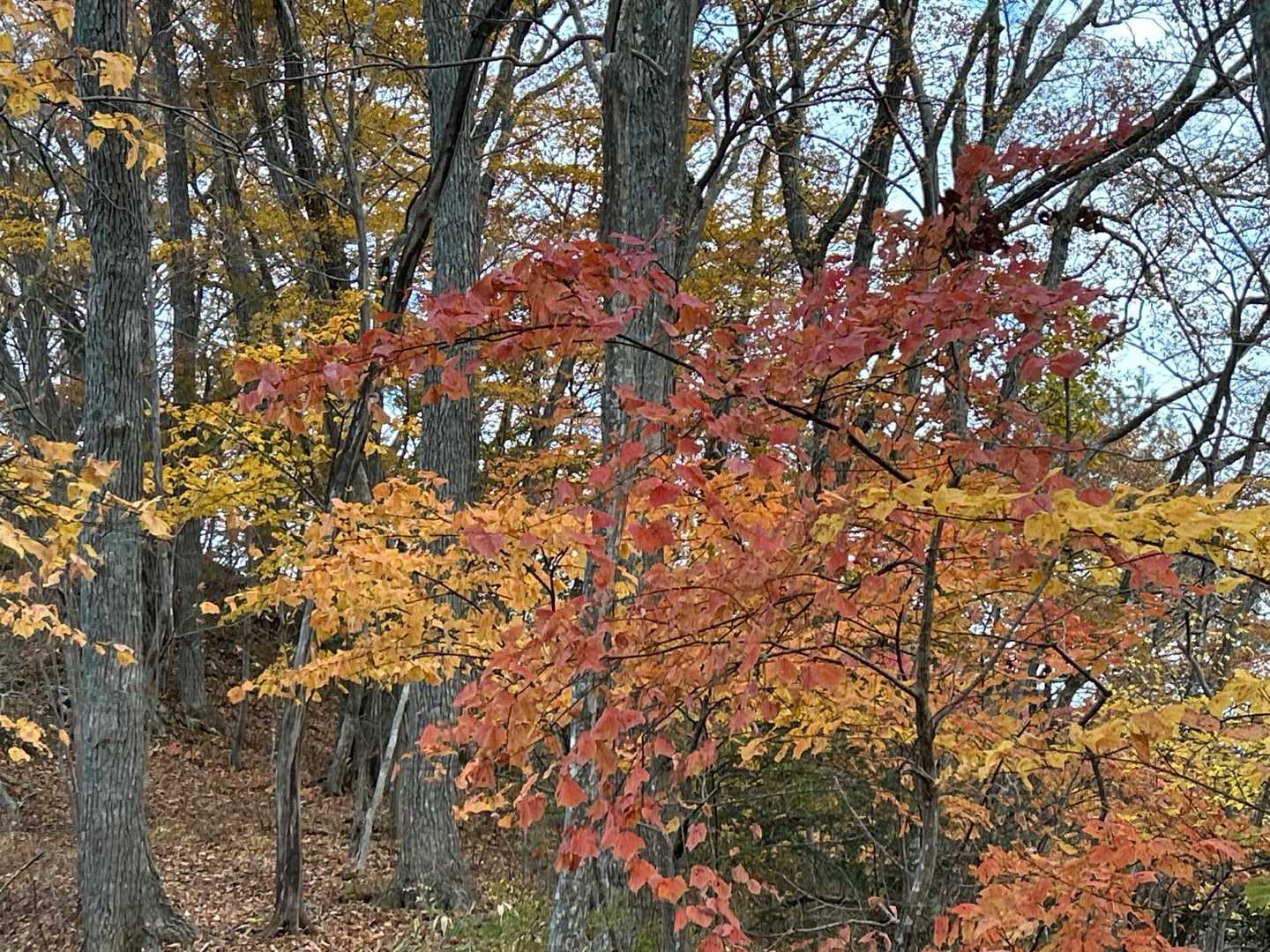 🍁