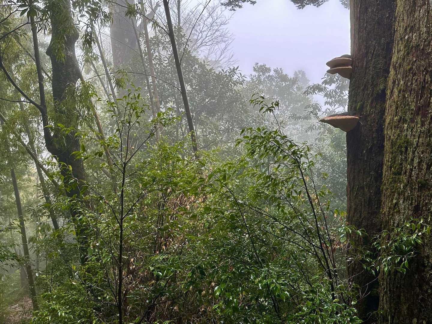 雨が降ってるので、ルートを確認せずに進むと、