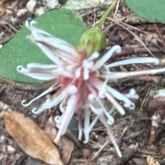 花びらが、くるりん