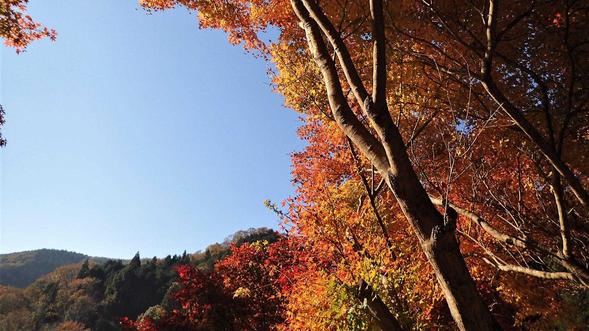 青空に紅葉が鮮やかです