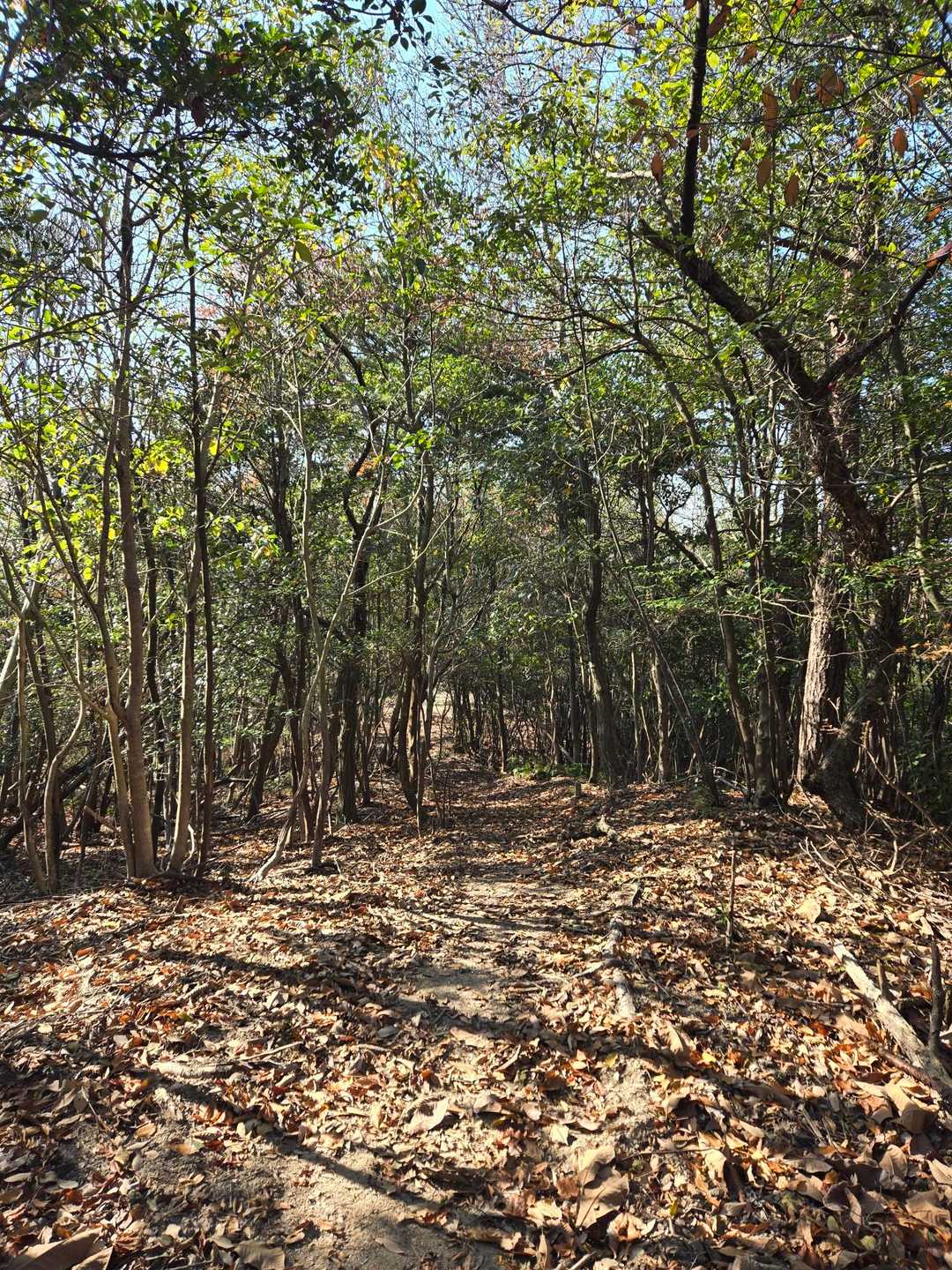 縦走路も平坦だしめちゃ歩きやすかった🎶
ハイキング的感覚で登れるこんな登山良きです🎶