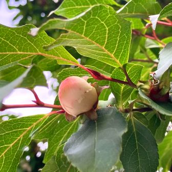 薄くさした桃色が可憐
花よりも蕾派
