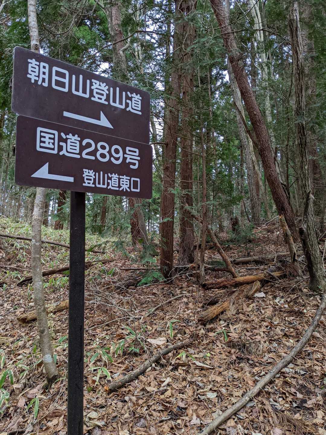 どんぐりや、栗の木の葉っぱすべて落ちて、見とうしいいです😄