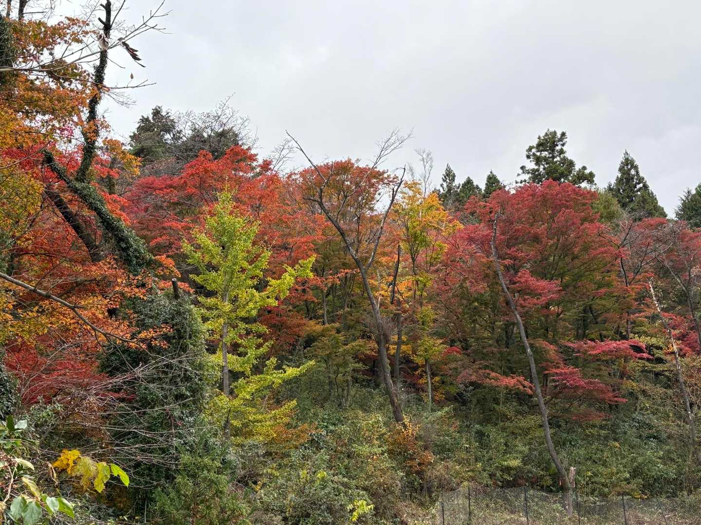 残念ながら山道を普通に歩いていたらまともに見れません