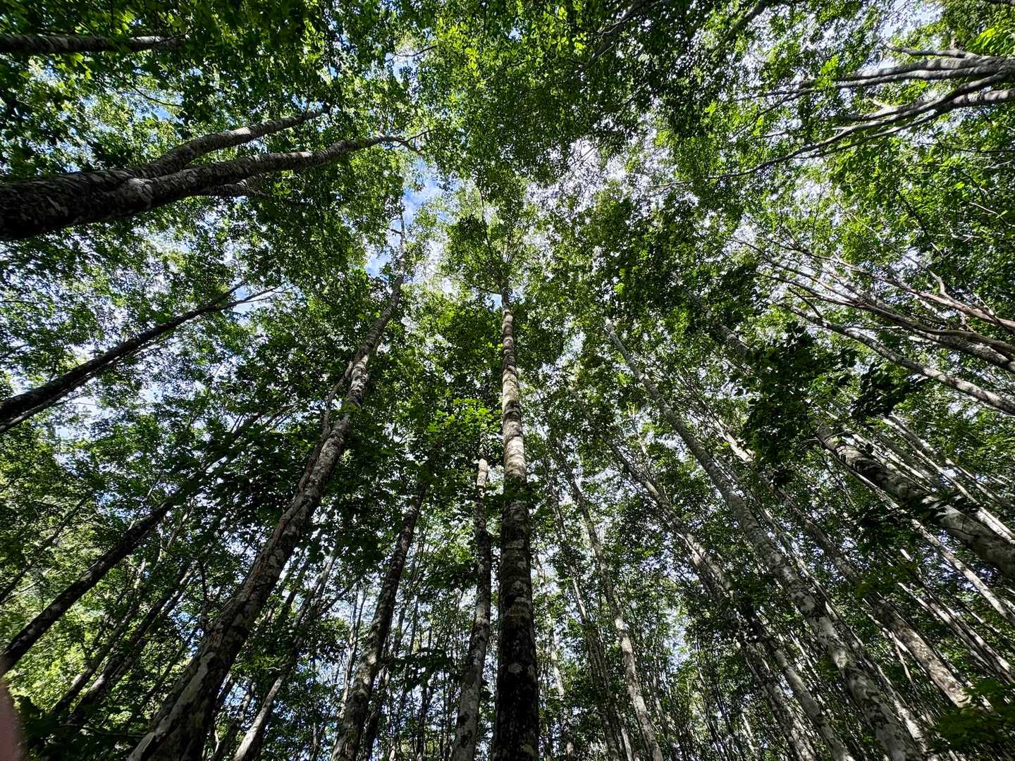 雄国沼登山道入口バス停-雄子沢登山口-牛殺山-雄国山-湿原 往復コースの写真