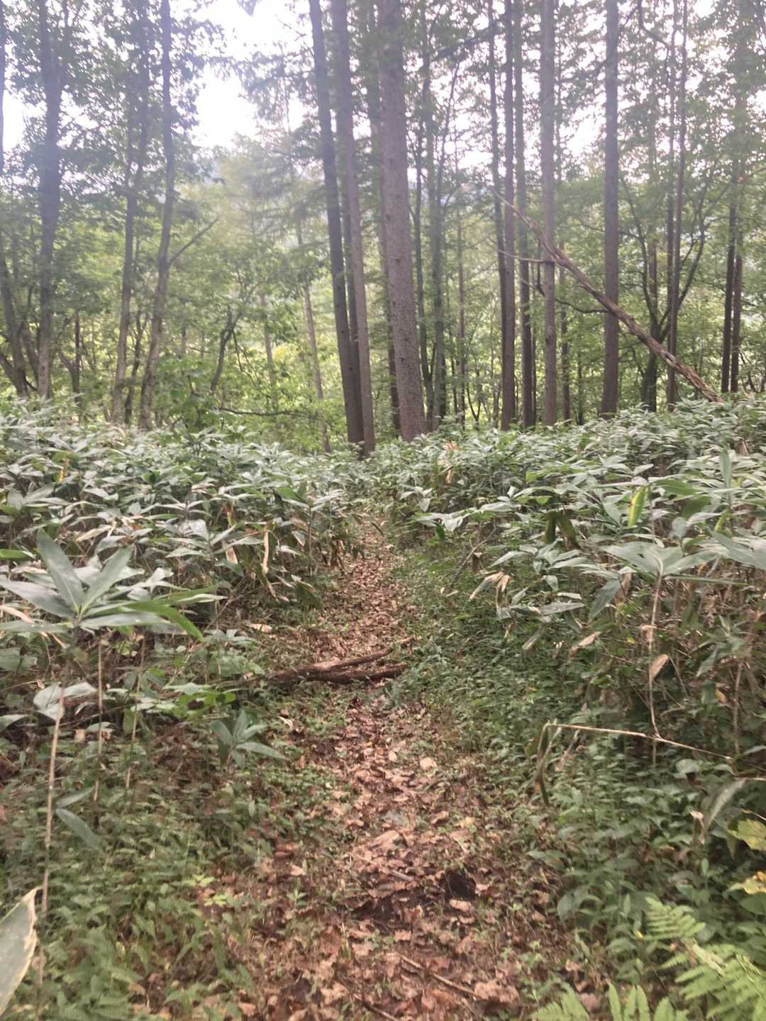 下山道はめちゃ優しい😍

さっきの園児はここを登ったんだ〜
とニヤニヤ🤭