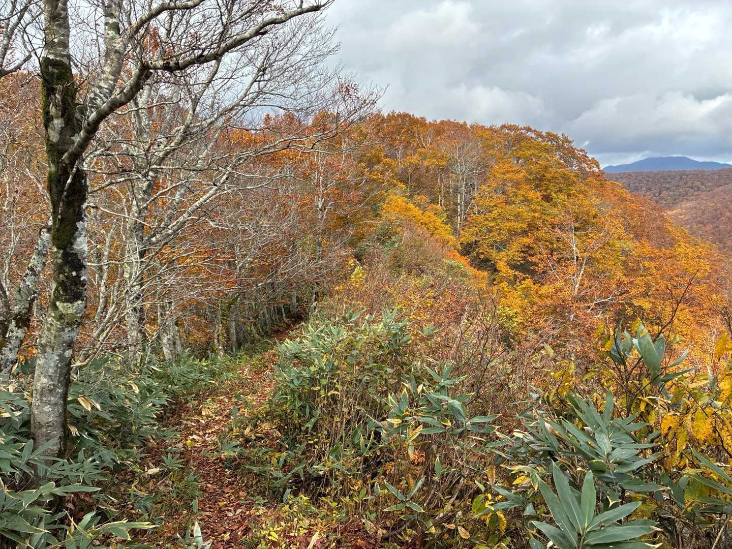 コブノ背-アオノ背-寒風山 往復コースの写真