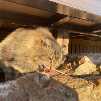 長毛の猫、ちゃんとブラッシングしてもらってそう。綺麗な毛並み。
