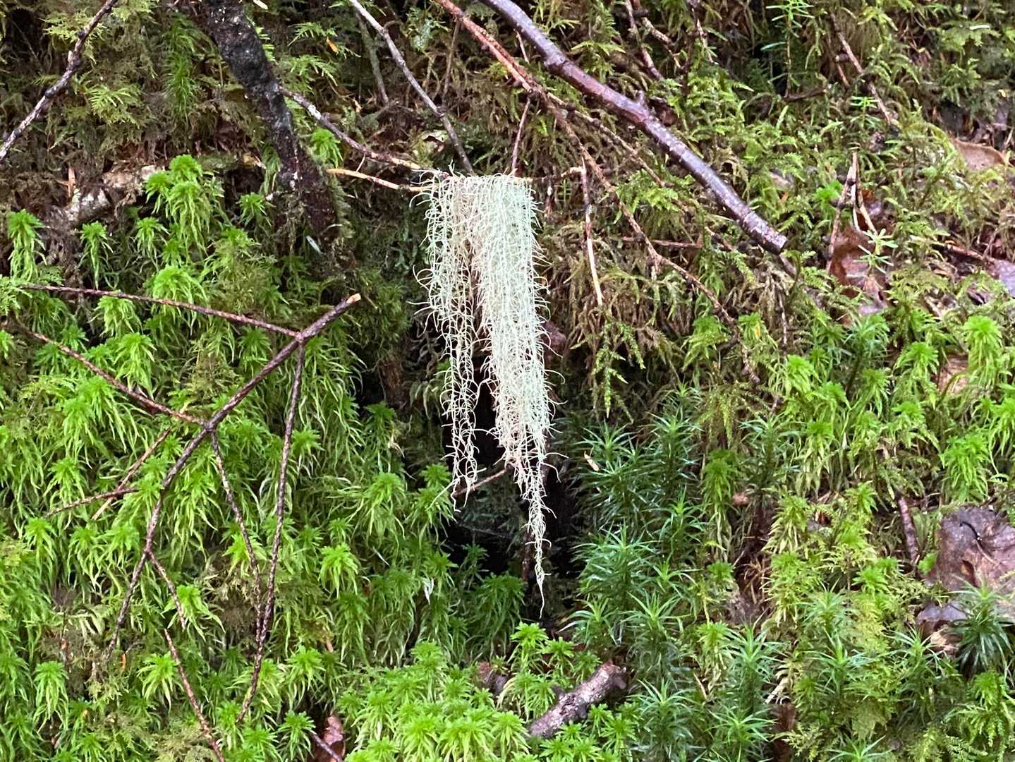 ここにもふわふわがあった〜
おじいさんの髭って呼ばれてる、サルオガセ🌳