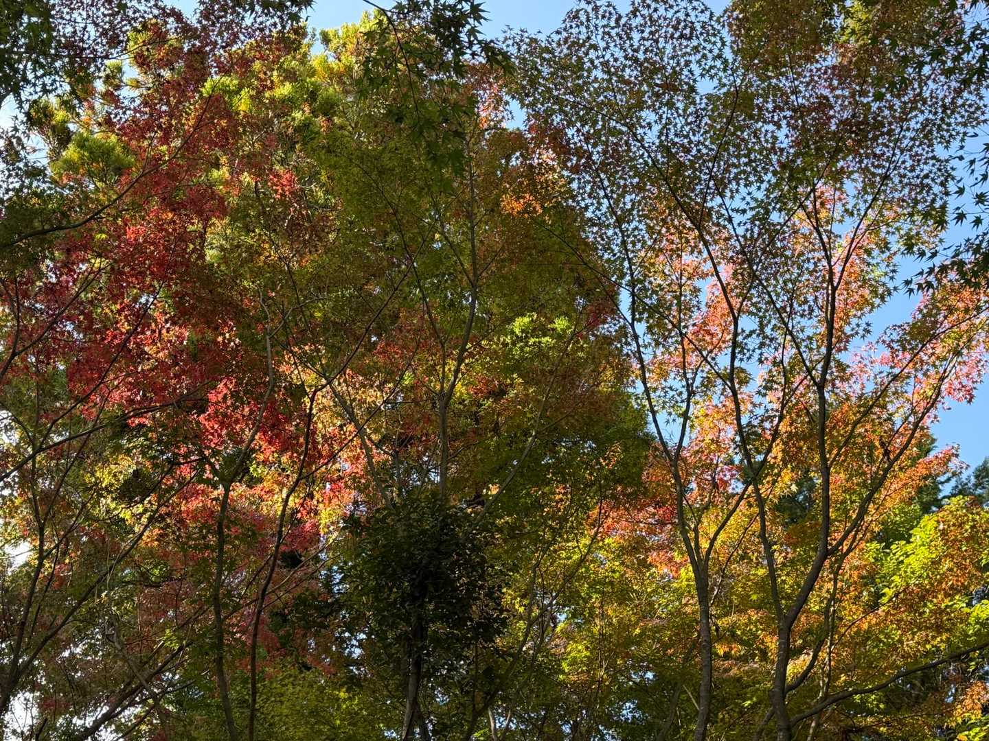 紅葉🍁の見頃はもう少し先？