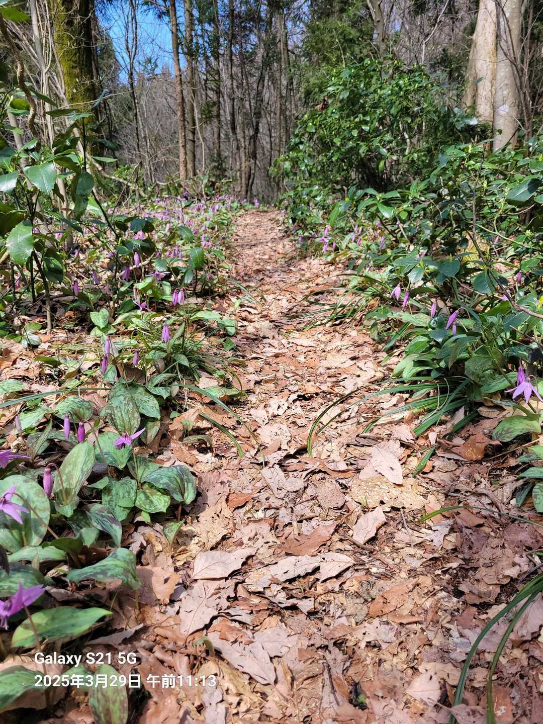 下渡山東登山道入口-下渡山-下渡山登山道入口 往復コースの写真