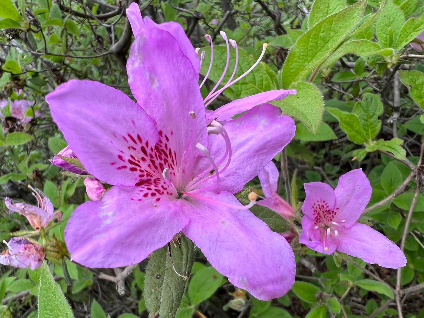 🌸葛城山にも行かなきゃー