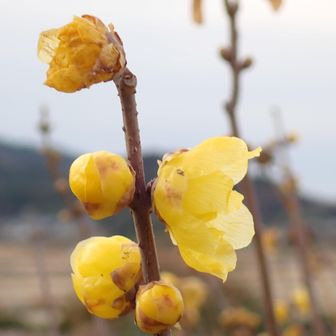 黄色がほっこり♡