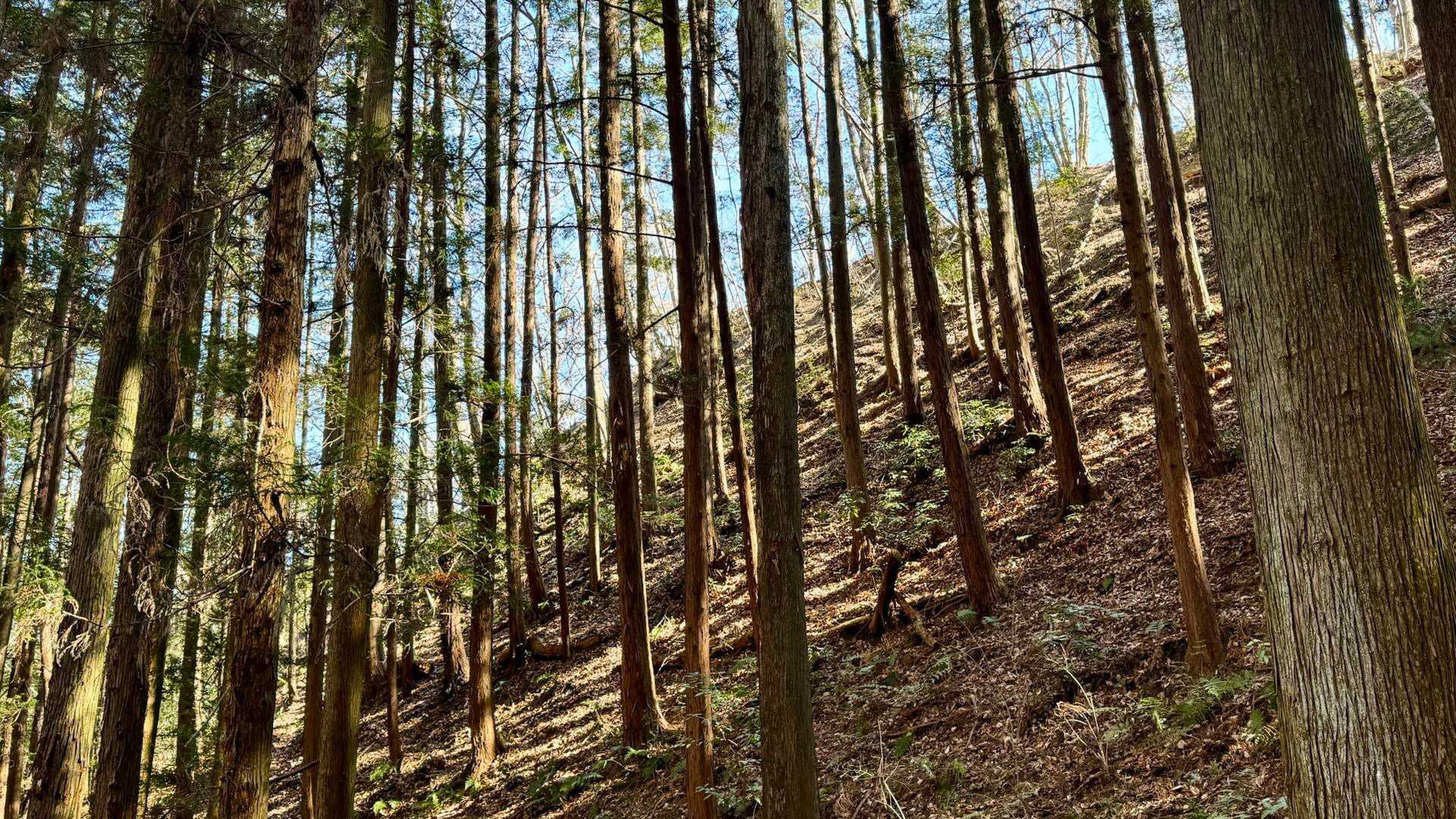 野上駅-長瀞アルプス登山口-野上峠-小鳥峠-ナラ沢峠-宝登 縦走コースの写真