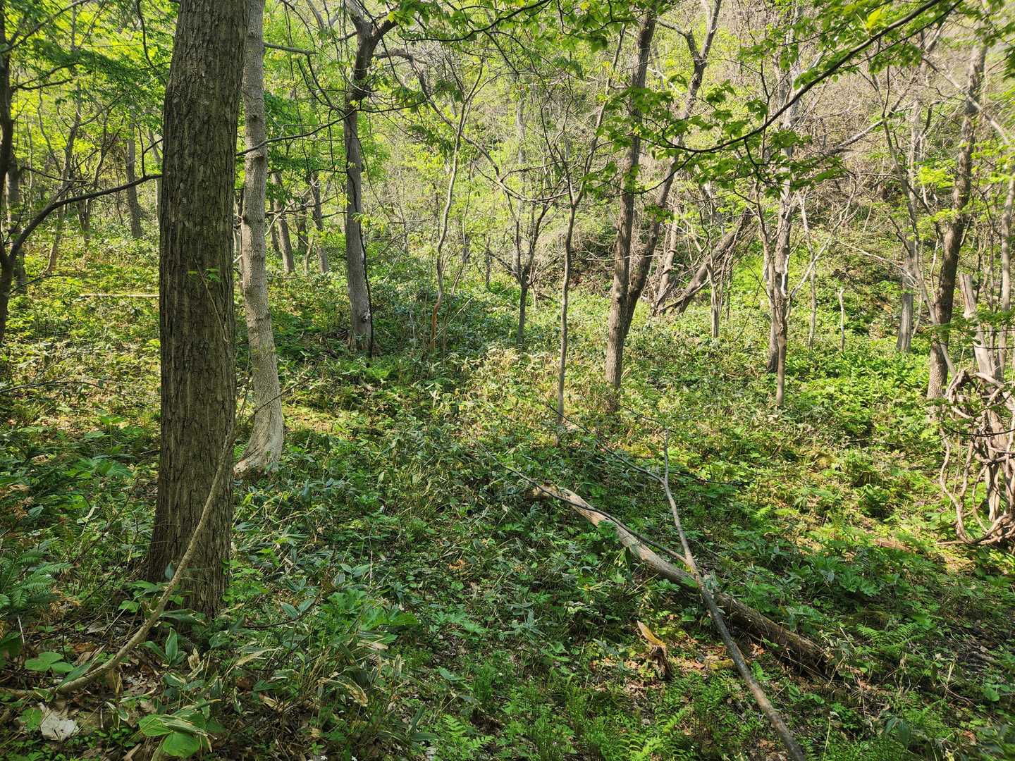 登山道わきの藪
漕ぎたい衝動に駆られる(笑)
東砥石山で変な癖が付いた？
